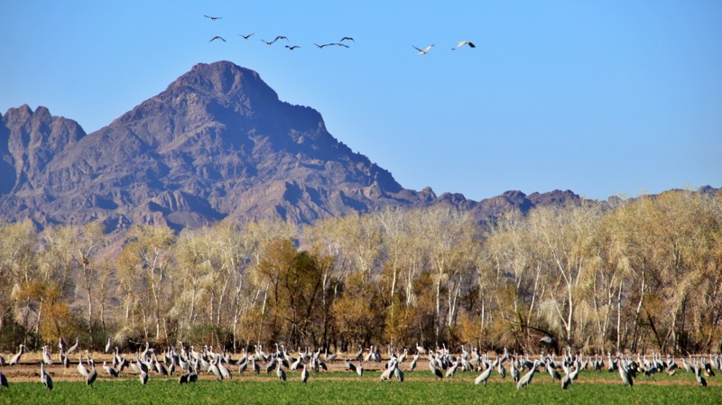 Arizona: Goose Loop Hero Photo