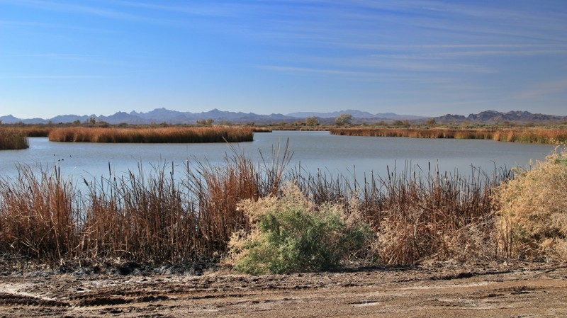 Cibola NWR  Road Trail Review Photo