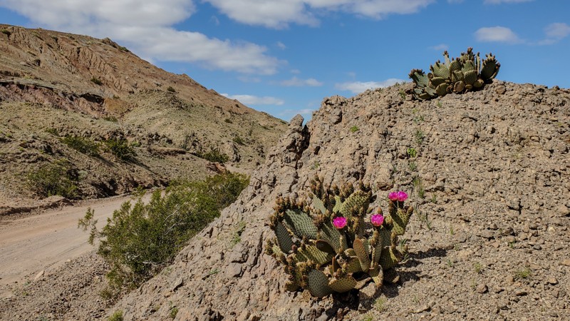 Picacho Road Trail Review Photo