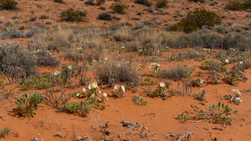 Wieber Wash Escape Trail Review Photo