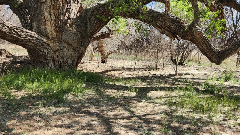 Arizona: Forty Nine Wash Trail Hero Photo