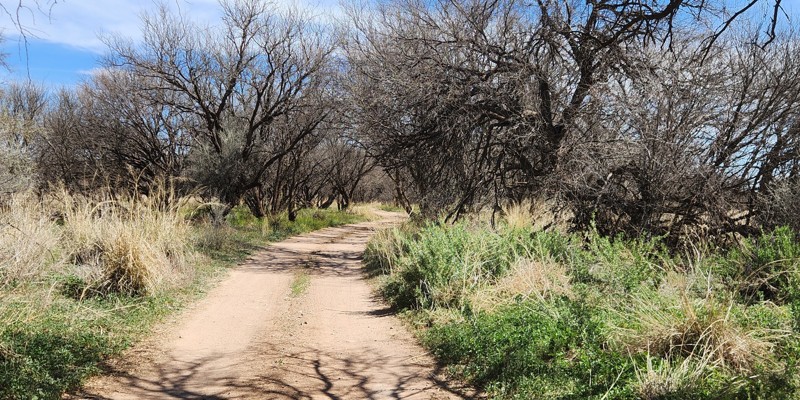 Forty Nine Wash Trail Trail Review Photo