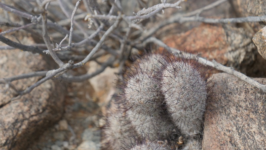 Pozo Nuevo Road Trail Review Photo