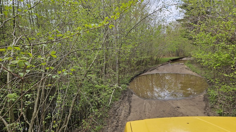 Gladwin State Forest West Burns Road Trail Review Photo