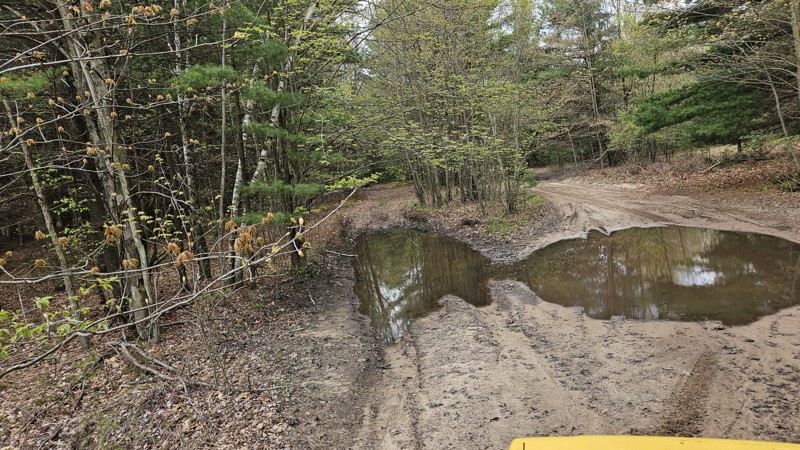 Gladwin State Forest West Burns Road Trail Review Photo