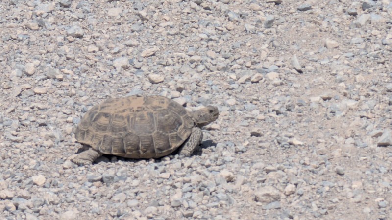Sandy Valley Road Trail Review Photo
