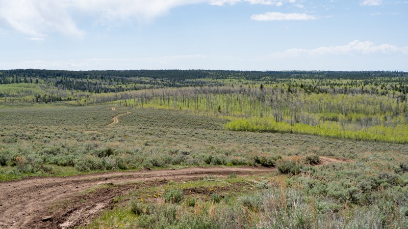 Grasshopper Comp A&B Trail Review Photo
