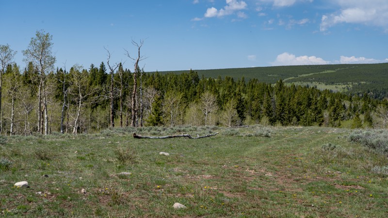 Utah: Red Pine Hero Photo