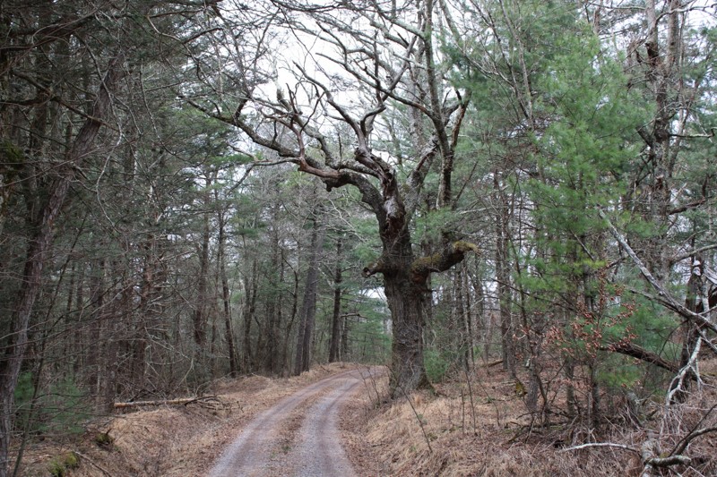 Fort Seybert Trail Review Photo