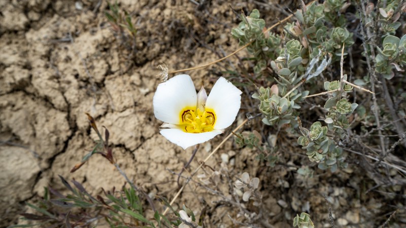 Widow Maker Trail Review Photo