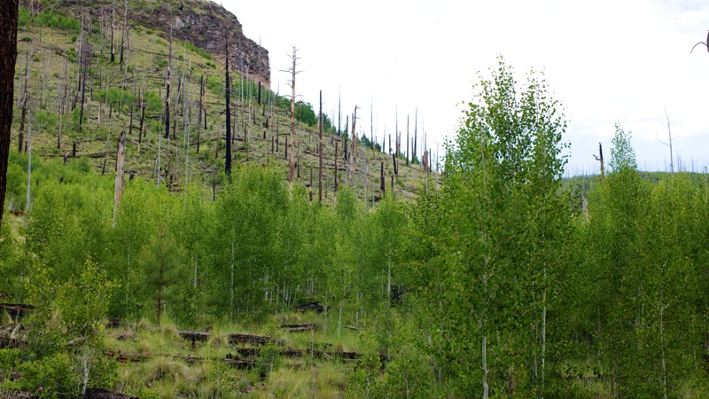 Arizona: East Fork Road Hero Photo