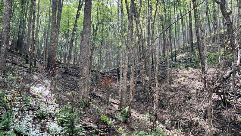 Limekiln Trail Review Photo