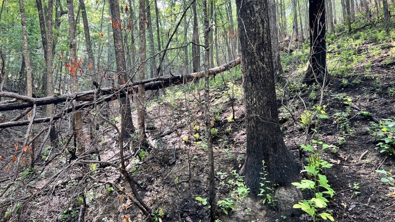 Limekiln Trail Review Photo