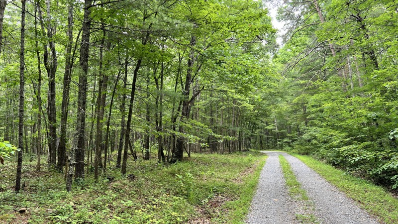 Patterson Creek Trail Review Photo