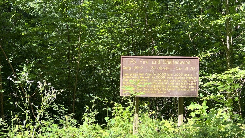 Sugar Camp Trail Review Photo
