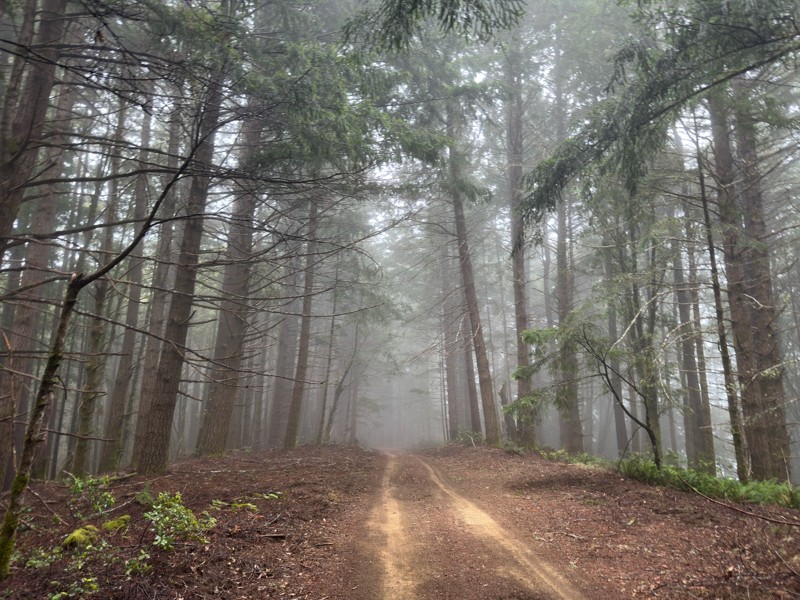 Usal Road Trail Review Photo