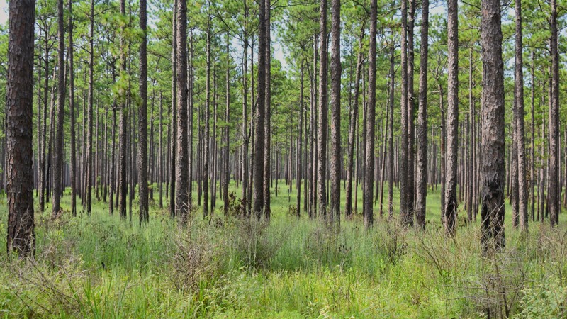 Boutwell Road Trail Review Photo