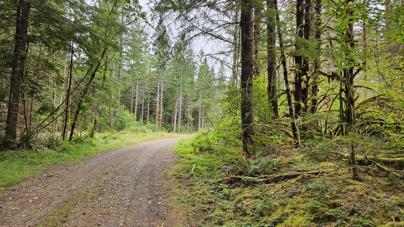 Washington: Olympic National Forest - 2923060 Hero Photo