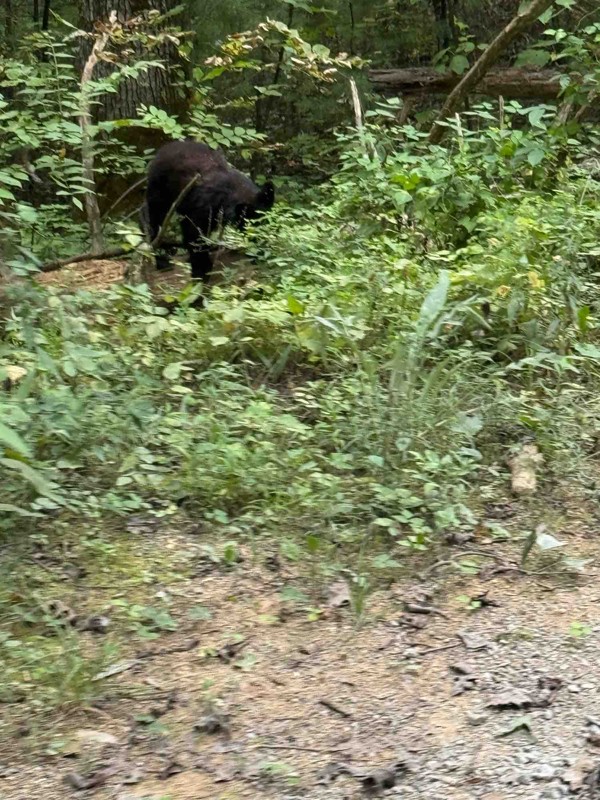 Rich Mountain Road Trail Review Photo