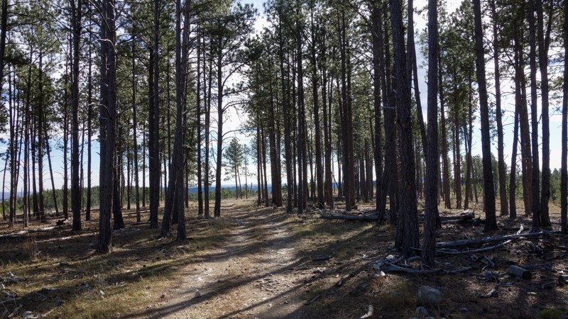 Long Run Trail Review Photo