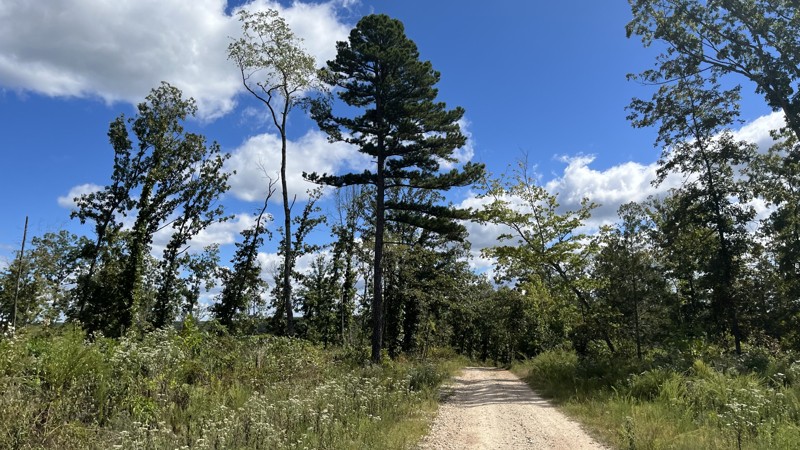 Ishmael Branch Trail Review Photo