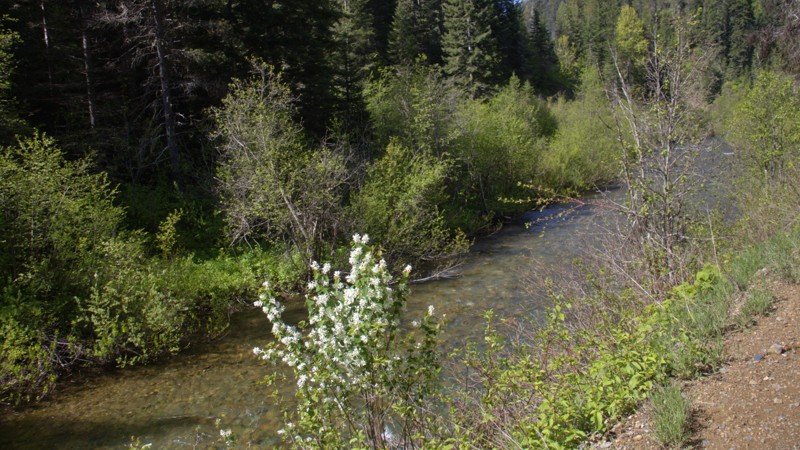 Loop Creek Trail Review Photo