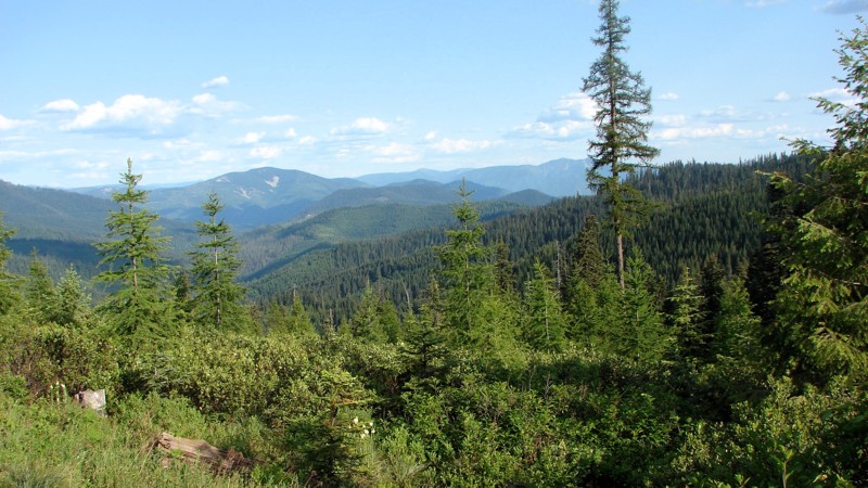 Idaho: Bumblebee Creek Road Hero Photo