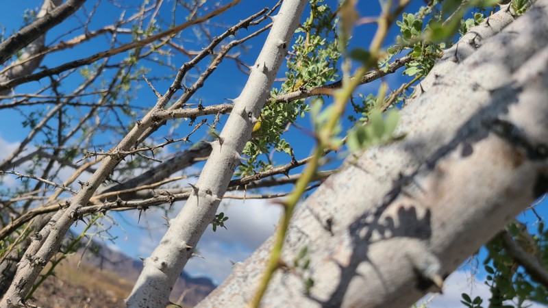 St John's Mine Road Trail Review Photo