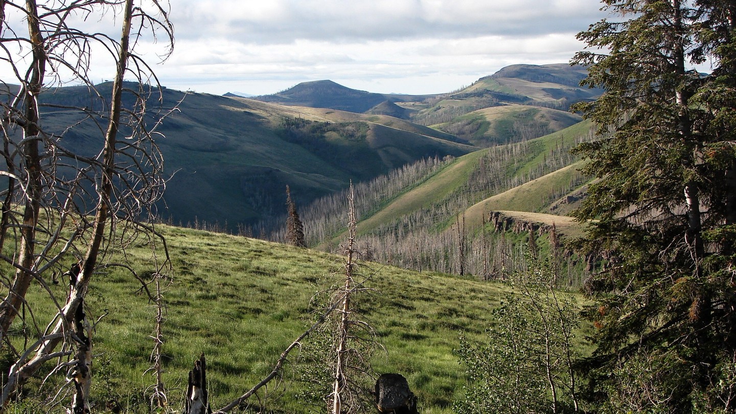 Hero: Trapper Creek Road