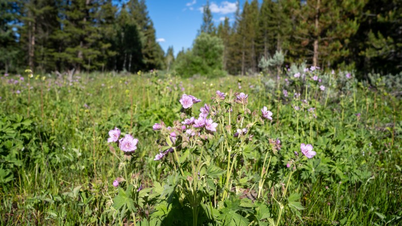 Lower Spread Creek Spur C & D Trail Review Photo