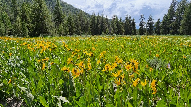 Cattlemans Bridge Road Trail Review Photo