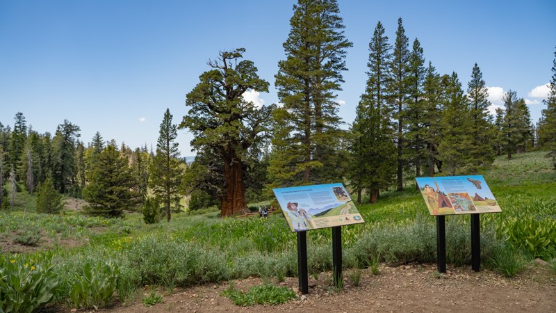 California: Bennett Juniper Road Hero Photo