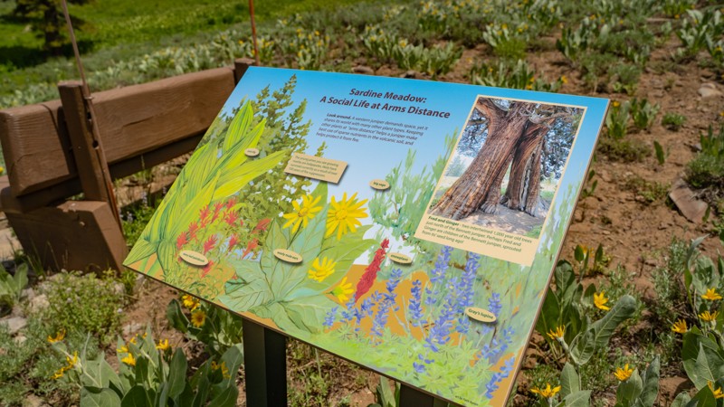 Bennett Juniper Road Trail Review Photo