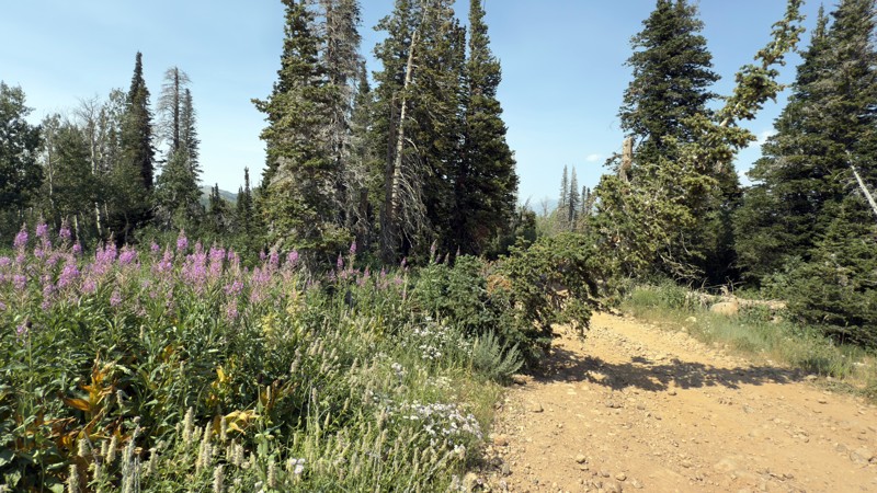 Sessions Mountain Road Trail Review Photo
