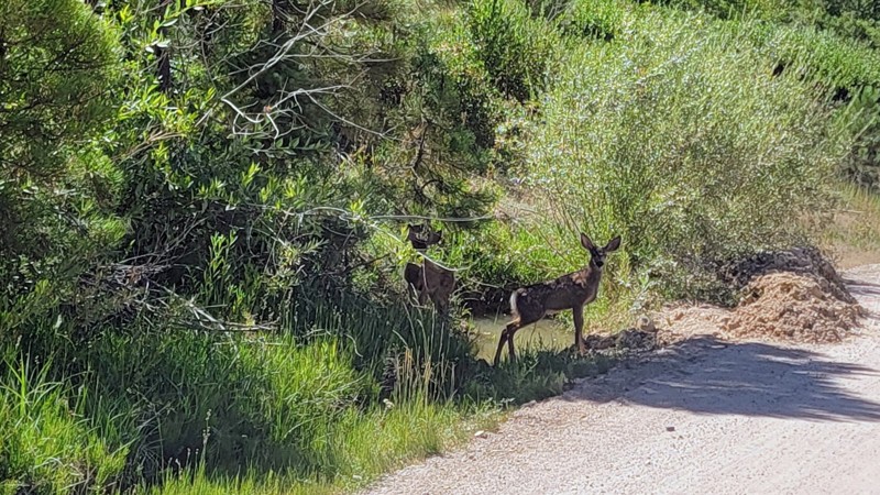 Sloans Gulch Trail Review Photo