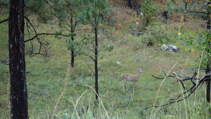 Schmitz Trail Review Photo