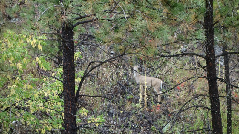 Schmitz Trail Review Photo