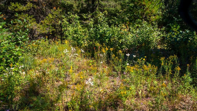 Jeru Creek Trail Review Photo