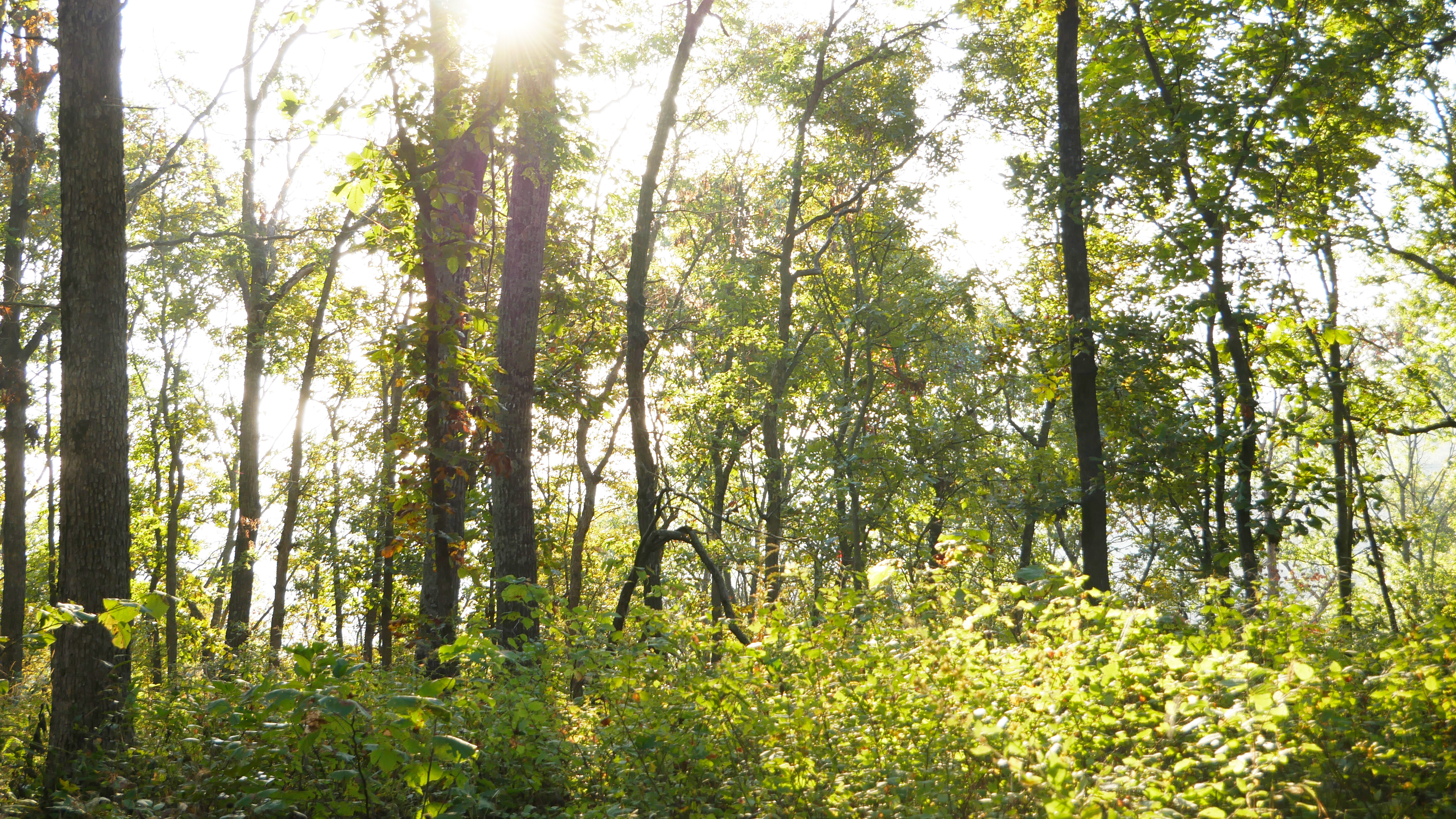 Mountain Maid Road - Best Trails
