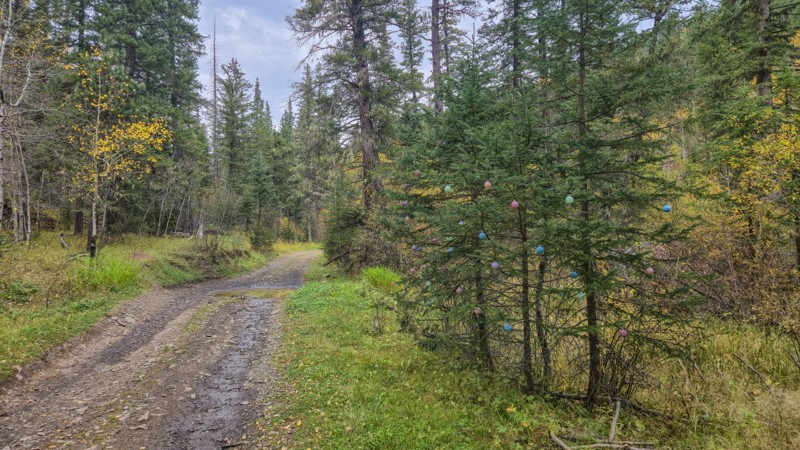 Kelly Gulch Trail Review Photo
