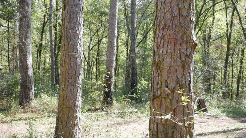 Fanes Creek Road Trail Review Photo