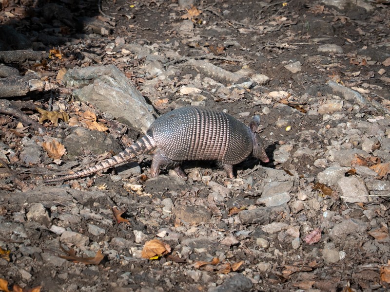 Camber Park to Dead Man's Slide Trail Review Photo