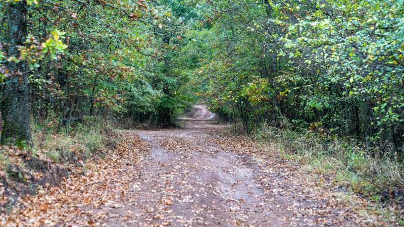 Wagon Wheel Road Trail Review Photo