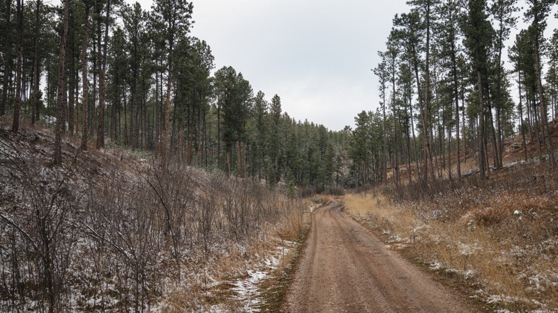 Mickey Trail Review Photo