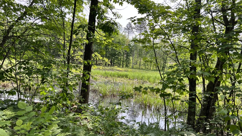 Spider Lake 247 Trail Review Photo