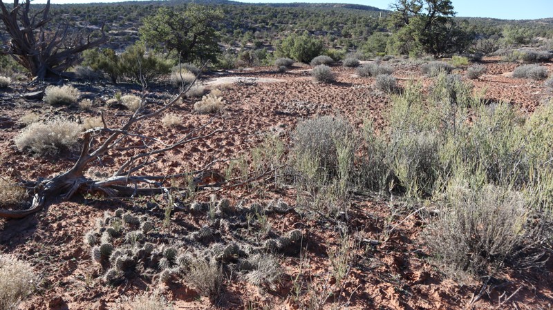 D1740 Trail Review Photo