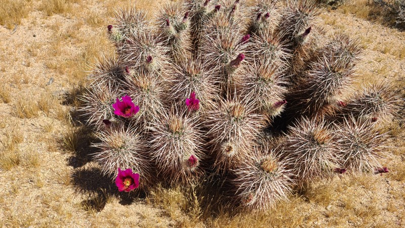 Black Canyon Wash Trail Trail Review Photo