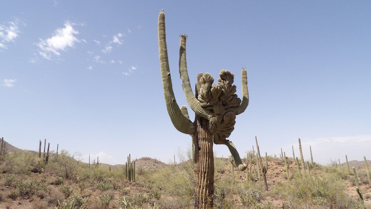 Hero: Crested Saguaro