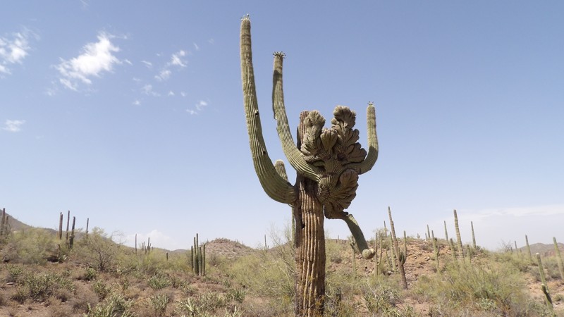 Arizona: Crested Saguaro Hero Photo