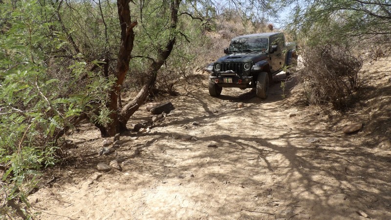 Crested Saguaro Trail Review Photo